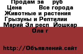 Продам за 50 руб. › Цена ­ 50 - Все города Животные и растения » Грызуны и Рептилии   . Марий Эл респ.,Йошкар-Ола г.